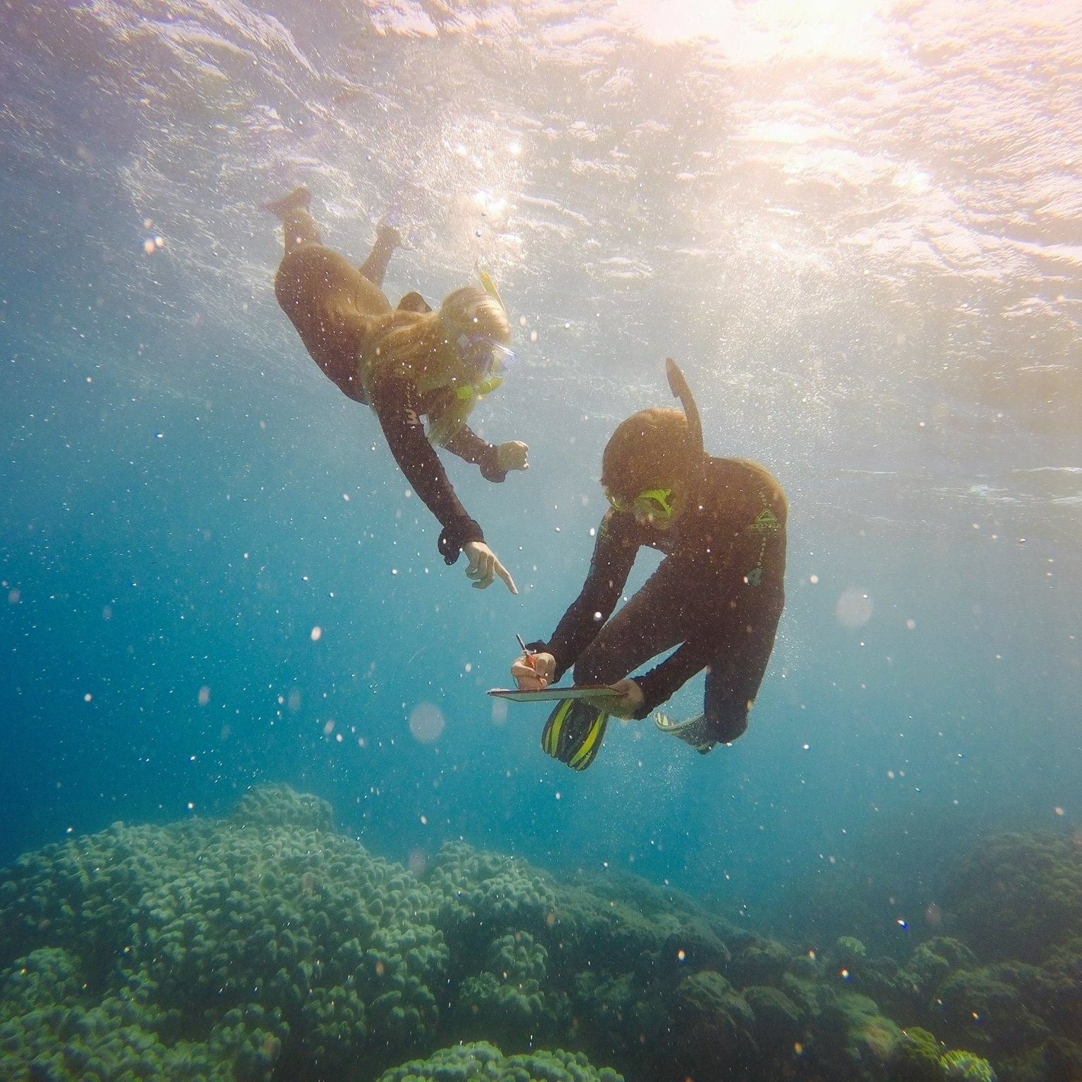 Two people snorkeling under the water taking notes about the reef.